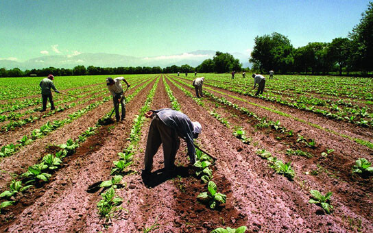 Trabajadores Campo Jornaleros 2 (Foto UGT FICA)