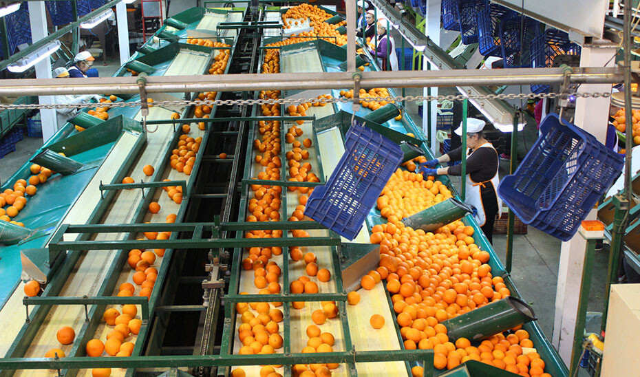 Tranajadoras andaluzas industria naranjera (Foto Junta de Andalucía)