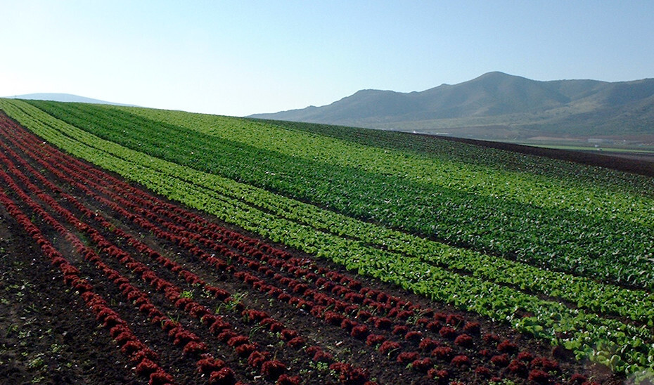 Plantaciu00f3n Cultivo distintas variedades lechuga (Foto Junta de Andalucu00eda)