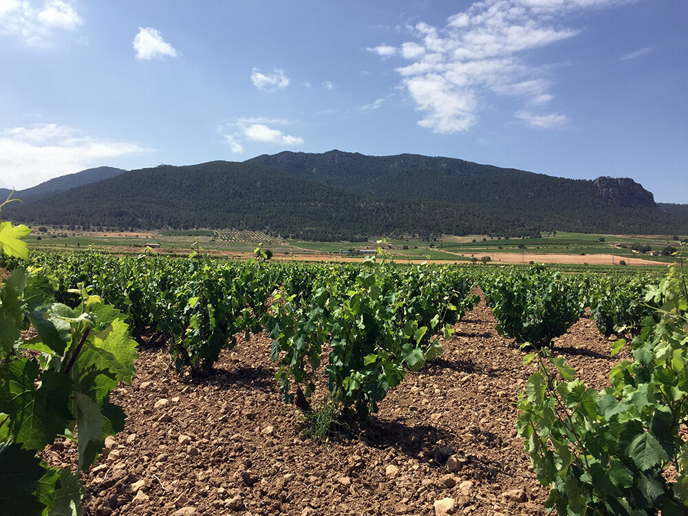 Viu00f1edos Uva Monastrell (Foto CRDO Jumilla)
