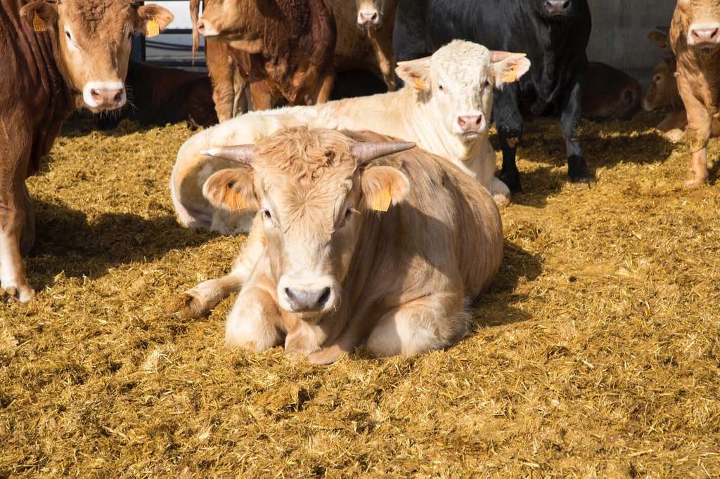 Vacas de Murcia (Foto Provacuno)
