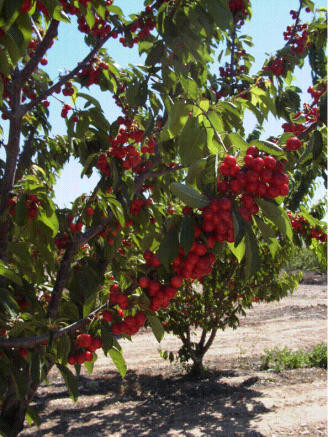 Agricultura cerezo