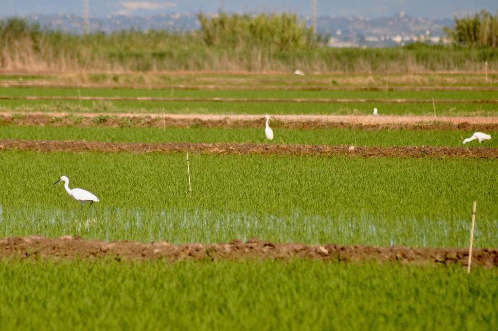 Difusor cucat (foto guv)