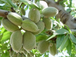 Almendra en u00e1rbol (Foto Cooperativas AgroAlimentarias)