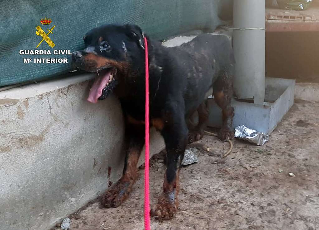 20190724 RESCATE PERRO SANTOMERA 01