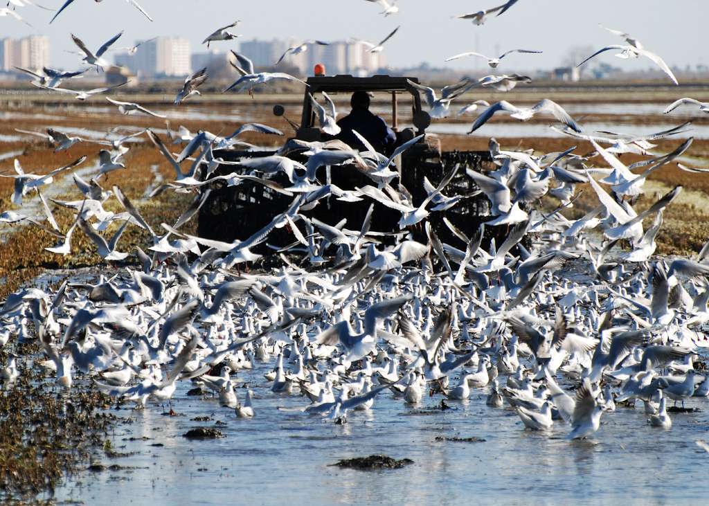 Albufera valencia arroz (foto uniu00f3)