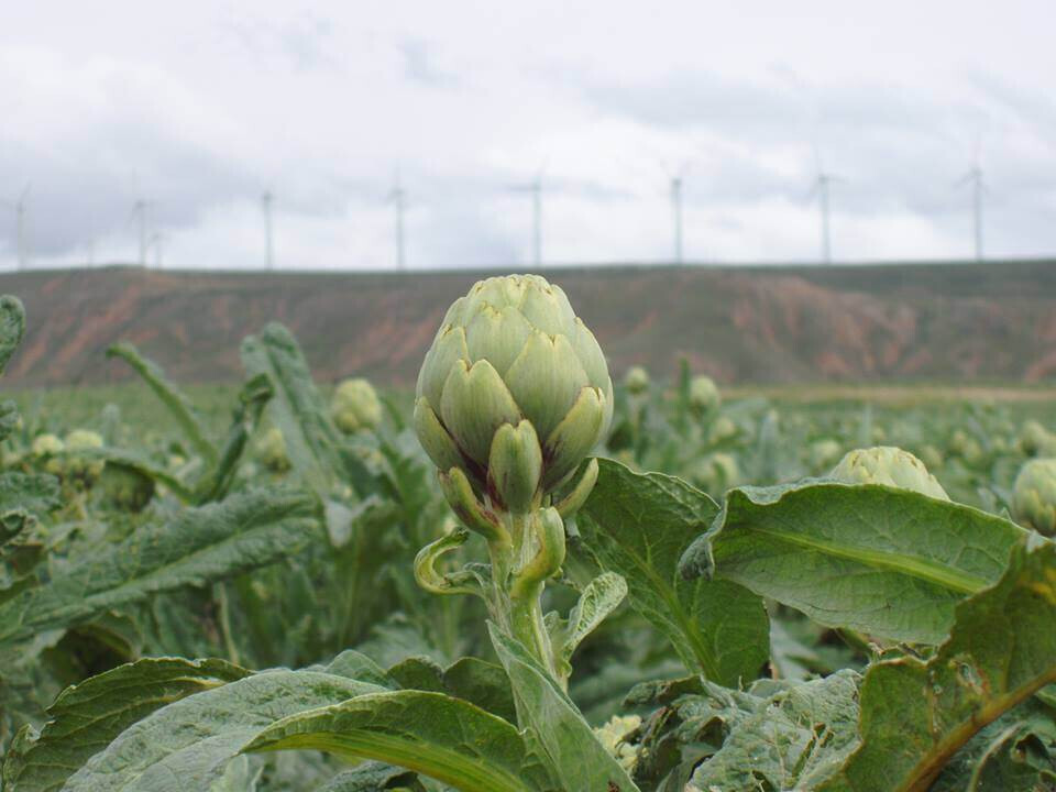 Alcachofa zarraya (foto alcachofa espau00f1a)