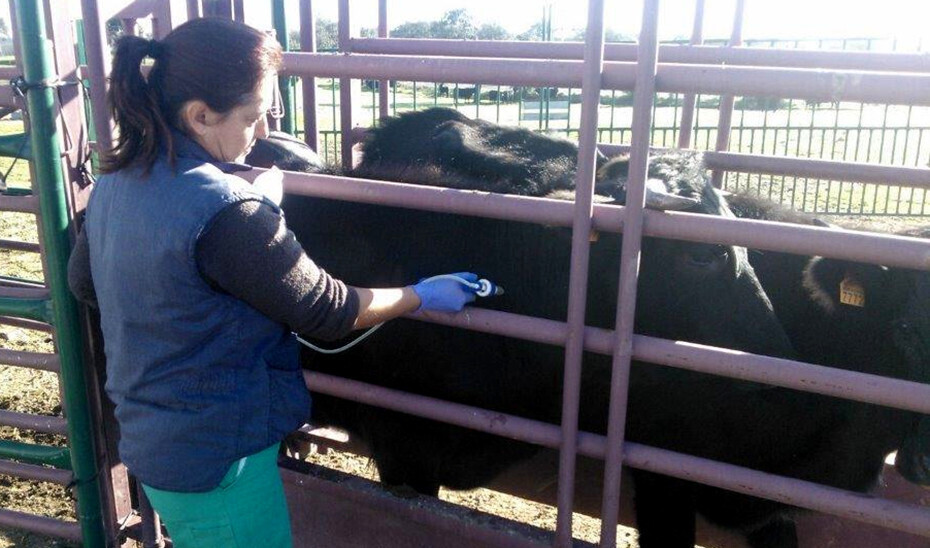 Vacunas Ganadería Salud Animal Veterinaria (Foto Junta de Andalucía)