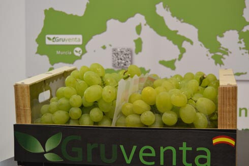 Uva GRUVENTA