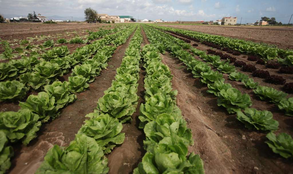 Campo Cultivo Lechugas (Foto Generalitat Valenciana)