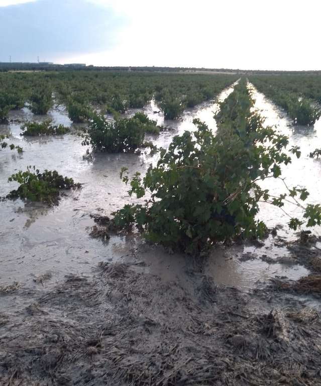Daños uva de vino (Foto Agroseguro)