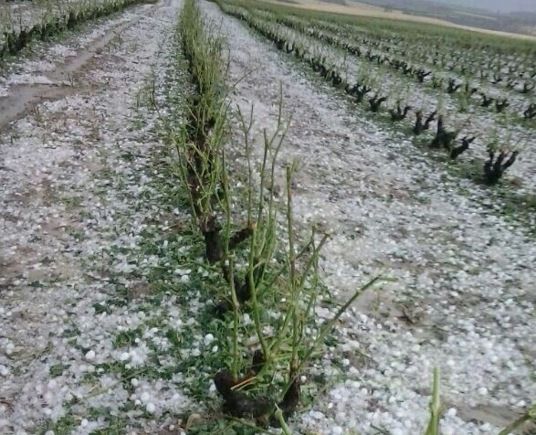 Daños pedrisco viña viñero (Foto Agroseguro)