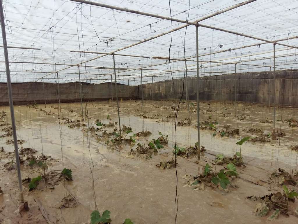 Daños Internaderos Almería Gota fría sept 2019 (Foto COAG Andalucía)