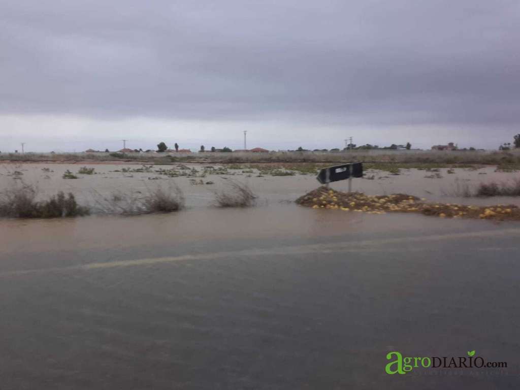 Campo melones gota fría sept 2019 ElCarmolí (Foto C.Guardia)