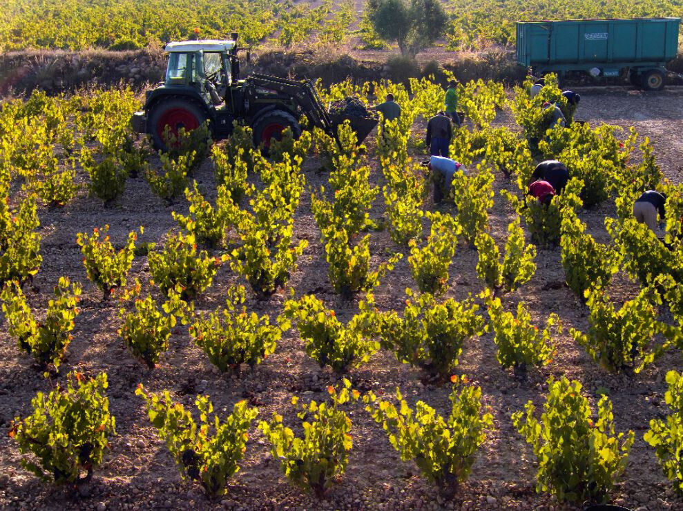 Vendimia 1 (Foto CRDOP Jumilla)