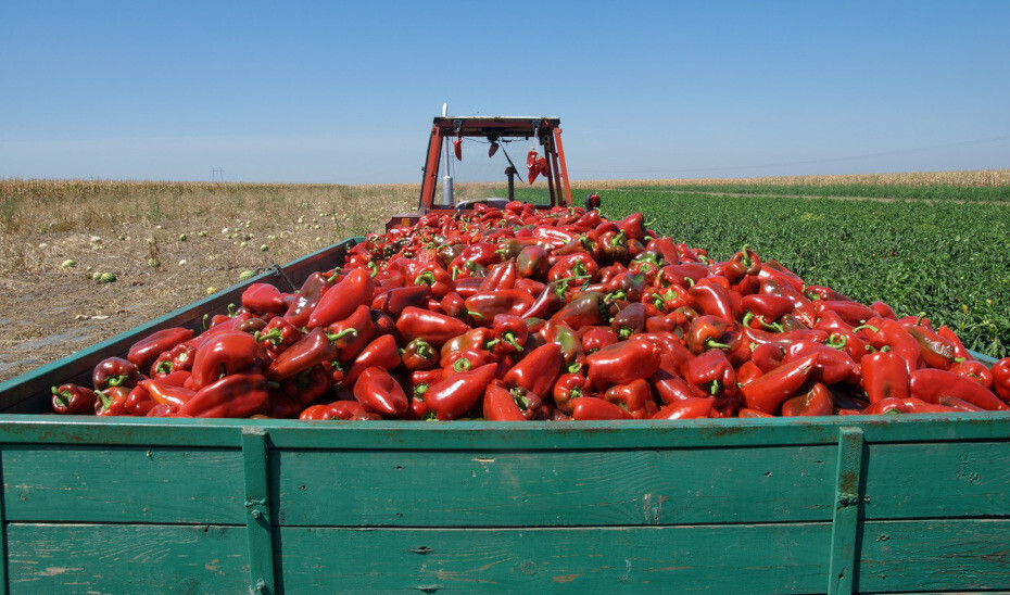 Tractor cargado de pimentos (Foto Junta de Andalucía)