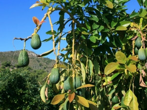 Aguacates árbol (Foto AVA Aasaja)