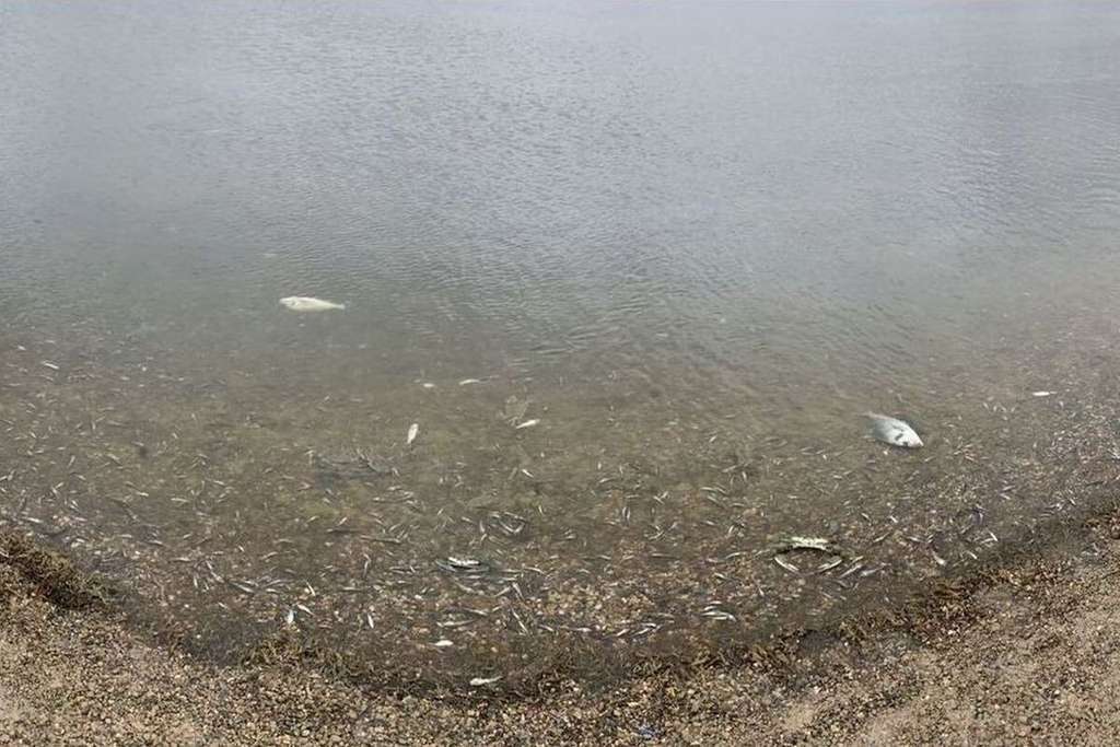 Mortantad peces Mar Menor 12 oct 2019 (Foto Ayto Cartagena)