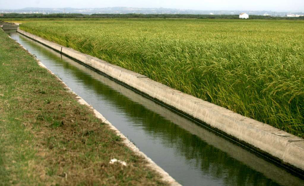 Arroz Albufera Huerta Regadío tracional (Foto Generalitat Valenciana)