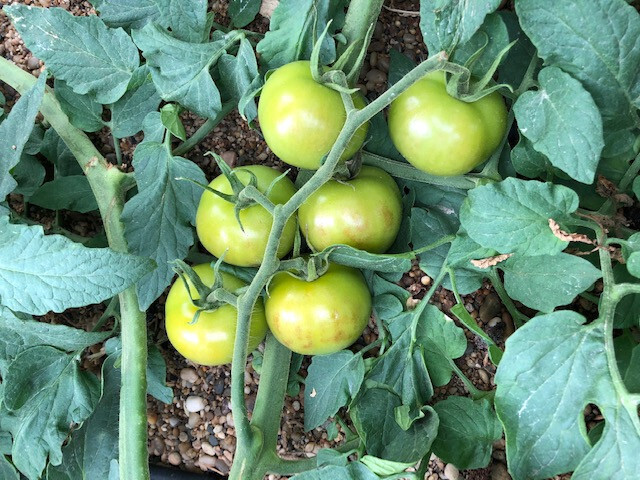 Virus rugoso tomate Tomato Brown Rugose Fruit Virus (Foto RAIF Junta Andalucu00eda)