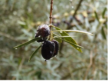 Lluvia aceituna (foto asaja)