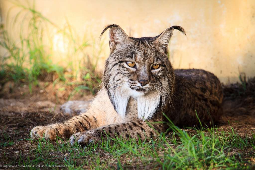Lince Ibérico Adelfa2018 (Foto MTransición Ecológica)