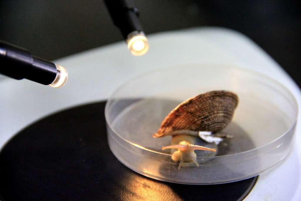 Caracol proyecto innovaciu00f3n (Foto Heligemas FB)