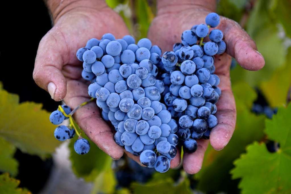 Uva manos vendimia (Foto CRDOP Jumilla)