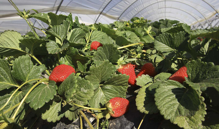 Cultivo de fresas en Huelva bajo invernadero (Foto Junta de Andalucía)