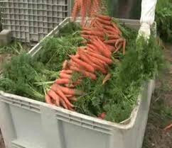 Zanahorias (Foto Junta de Andalucu00eda)