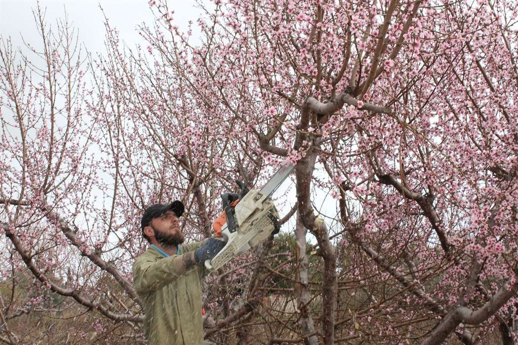 Agricultor cortando arbol