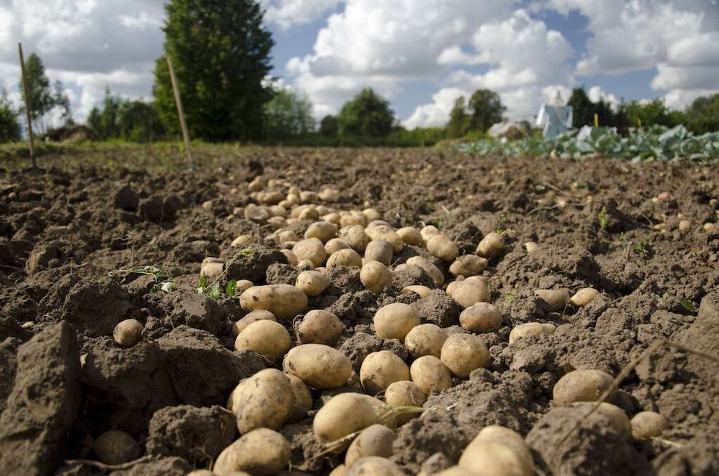 Campo Patatas red (Foto Sapec Agro España)