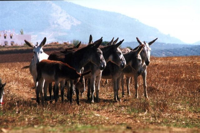 Burros (foto monica gum)