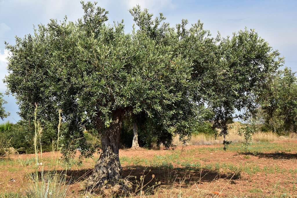 Olivar (foto agroseguro)
