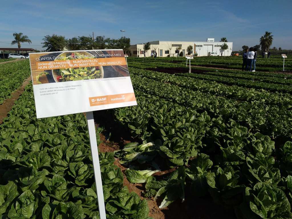 Jornadas Lechuga y Espinaca 2 Nunhmens BASF (Foto C. Guardia)