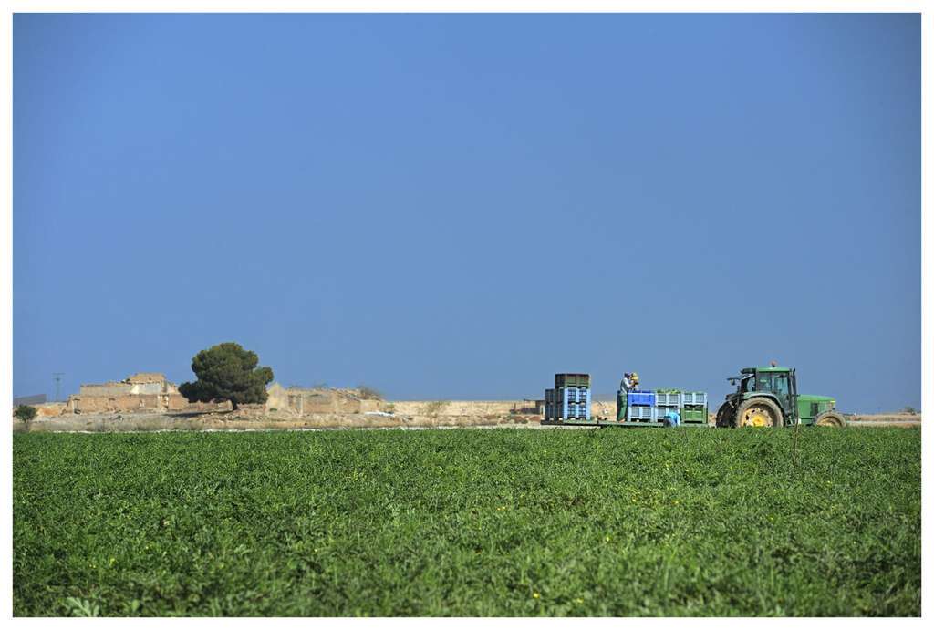 Campo cartagena (foto agrodiario)