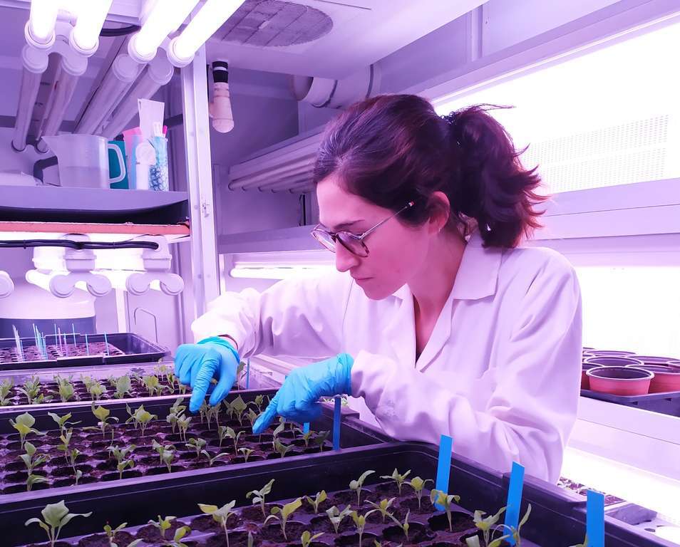 Nuevas variedades berenjena laboratorio (Foto UPV)