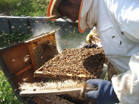 Apicultor (Foto AVA Asaja)