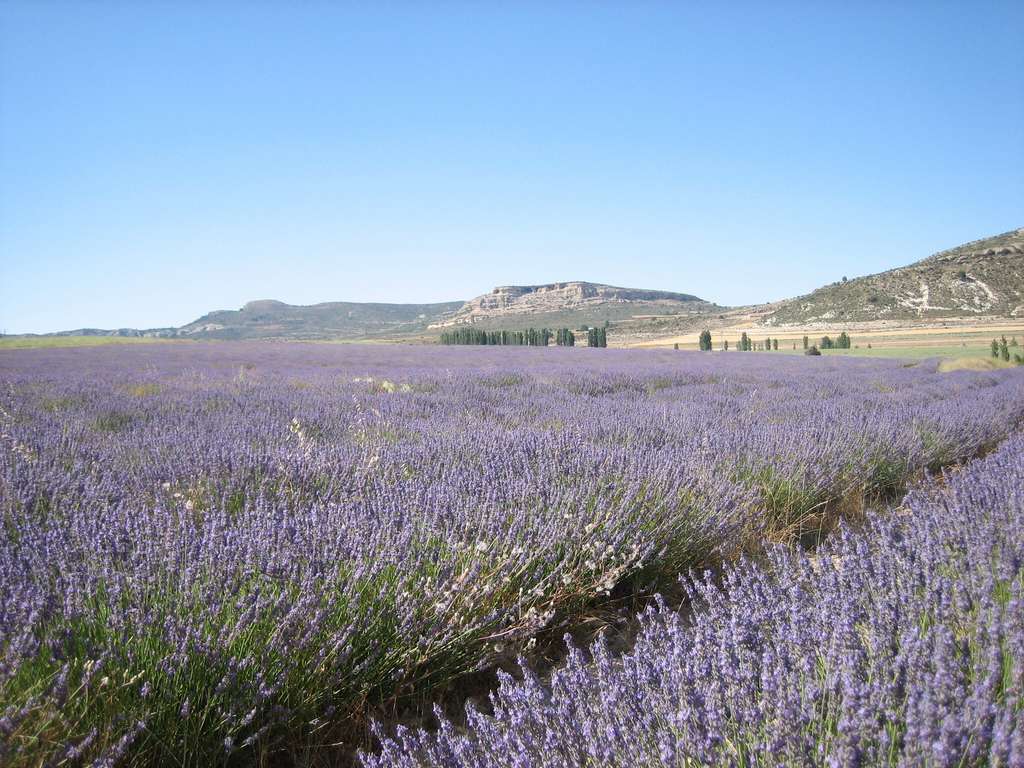 Cultivo lavanda campo aromáticas Imida (Foto CARM)