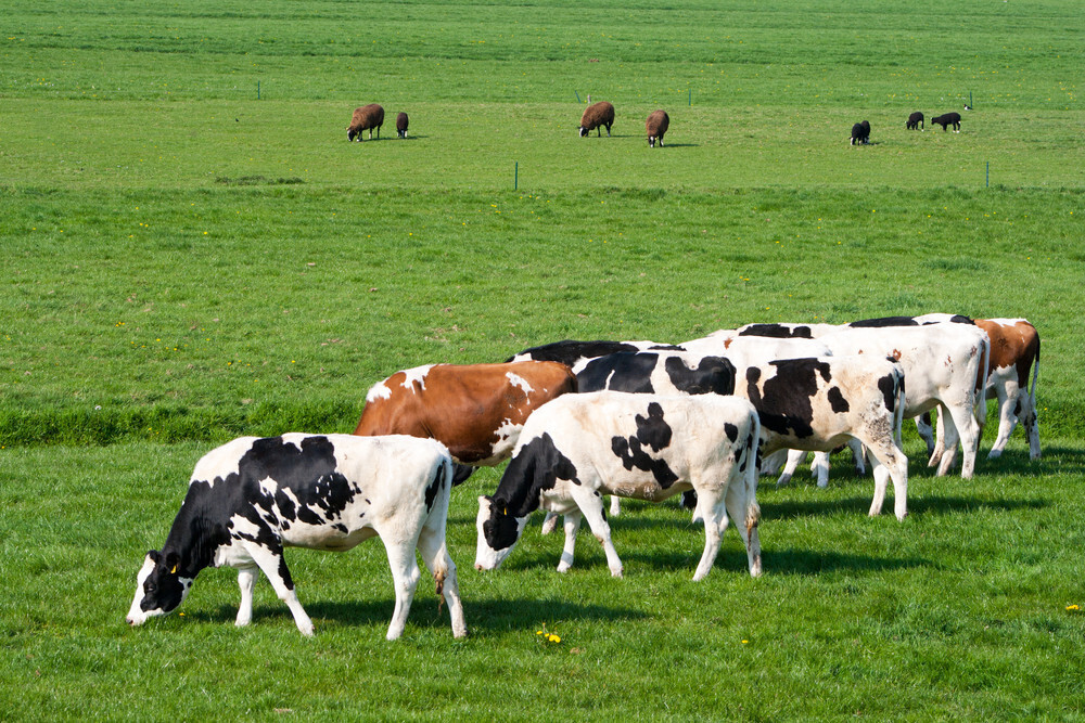 Vacas pastando (foto depositphotos)