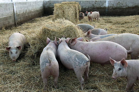Granja porcina 2 (Foto UPA)