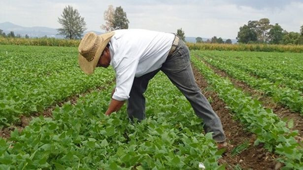 Temporero campo empleo trabajador (Foto UGT CC