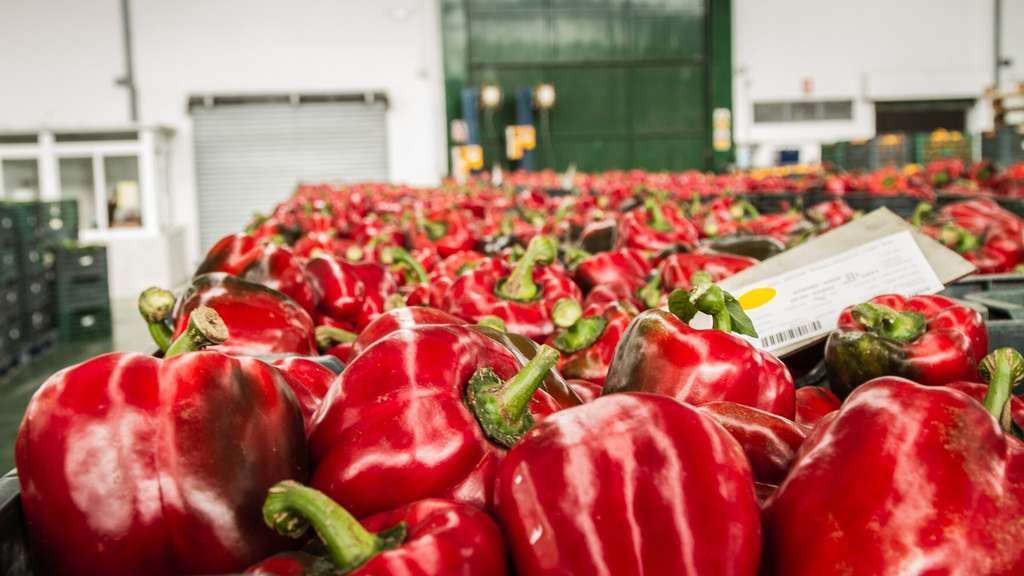 Pimiento (1)