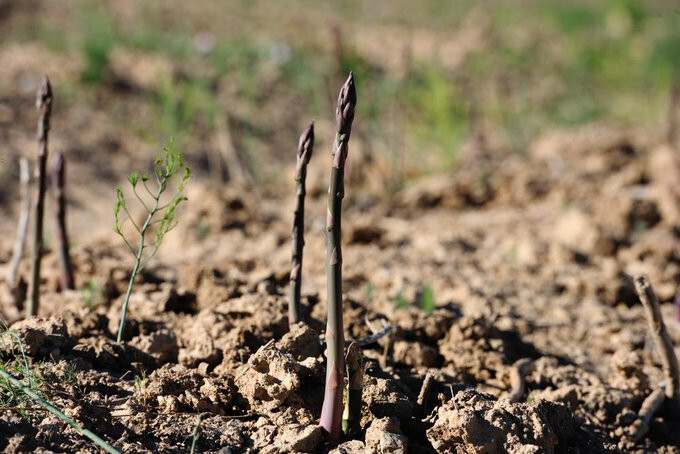 Cultivo espárrago verde (Foto Cooperativas AgroAlimentarias de Andalucía)