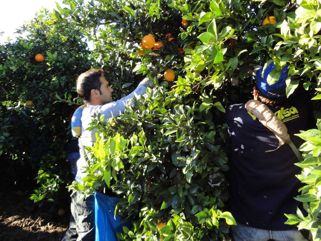Recogida de cítricos (Foto CoopAgro Andalucía)