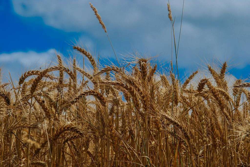 Cereal Seguros Agrarios (Foto Gobierno CLM)