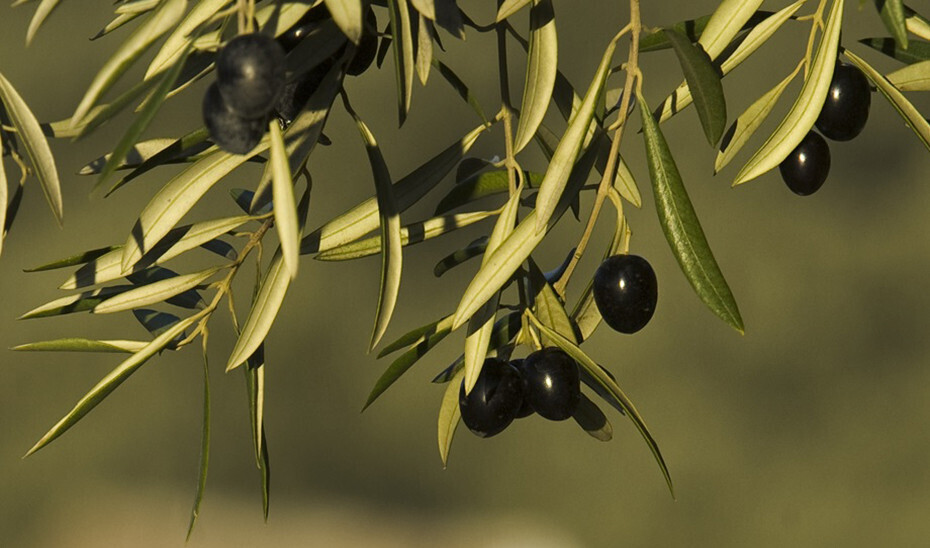 Aceituna de Mesa (Foto Junta de Andalucía)