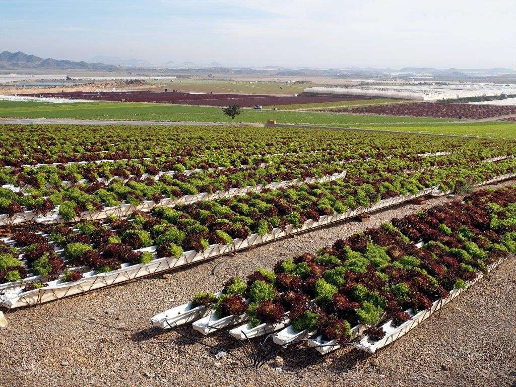 Hidroponu00eda Recirculante Artu00edculo Campo de Cartagena (Foto NGS)