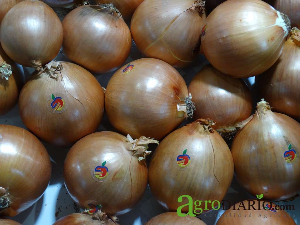 Cebollas FL2020 (Foto C. Guardia)