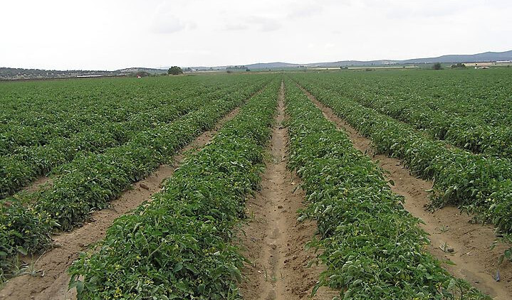 Cultivo tomate (Foto Coop Agroalimentarias Extremadura)